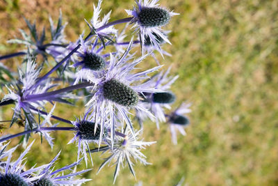 Close-up of thistle blooming outdoors