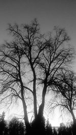 Low angle view of silhouette bare tree against sky