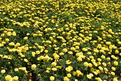 High angle view of yellow flowering plants on field