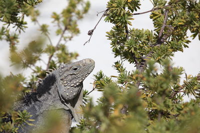 Low angle view of a lizard on tree