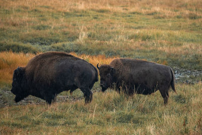 A herd of bison moves quickly along the firehole river in yellowstone national park