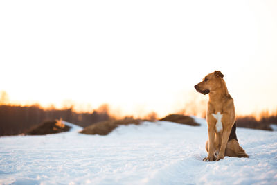 Dog looking away on snow field against sky