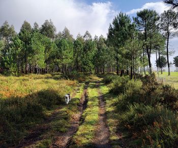 Scenic view of trees on field against sky