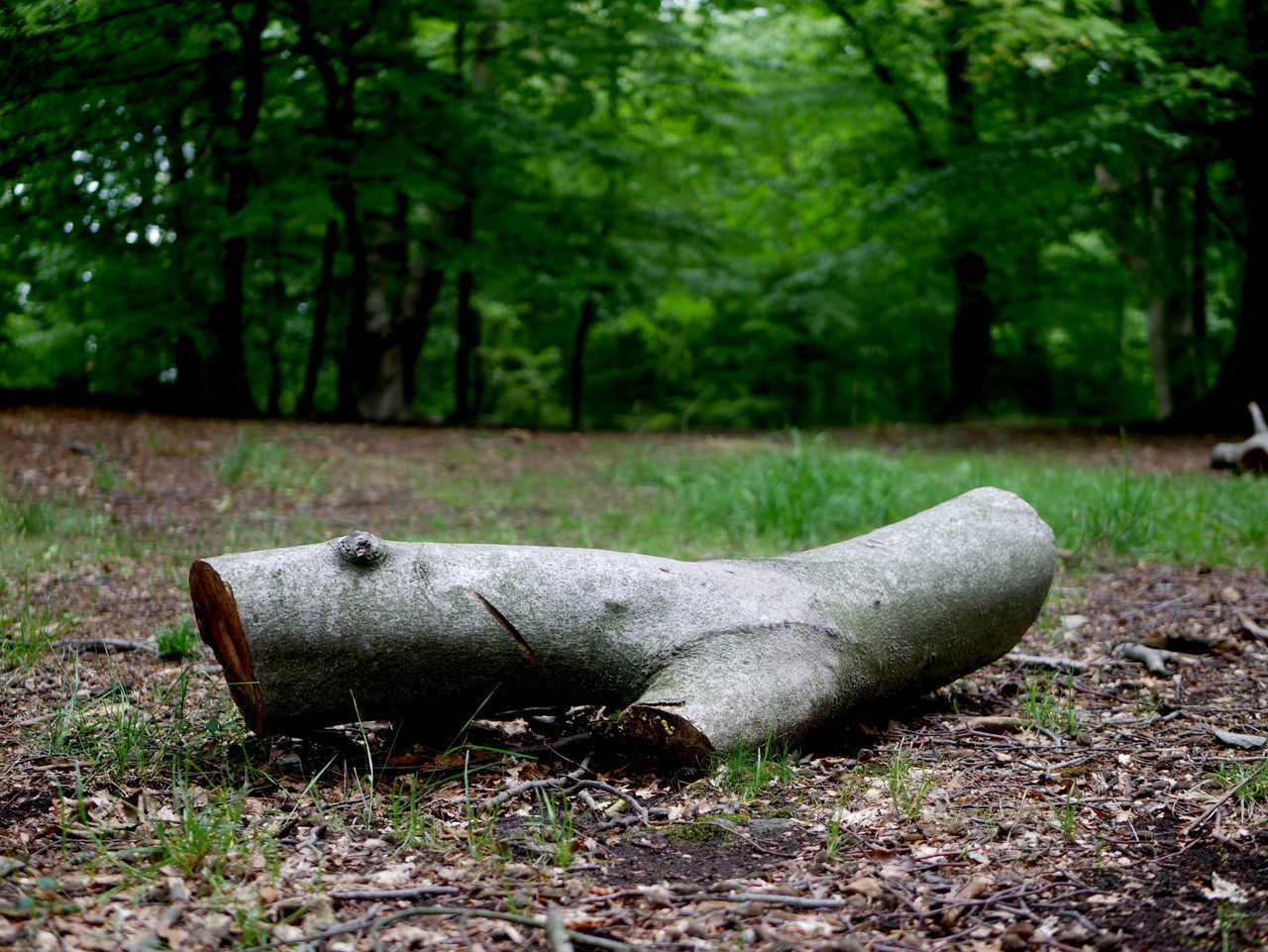 DEAD PLANT IN FOREST