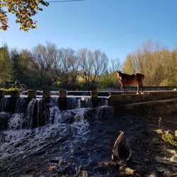 Horse standing in a farm