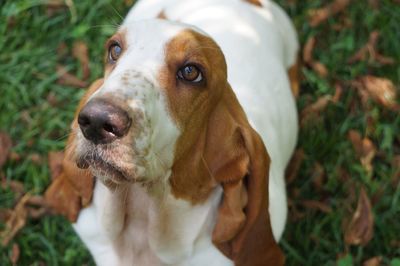 Close-up portrait of dog