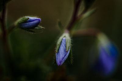 Close-up of purple flower blooming outdoors