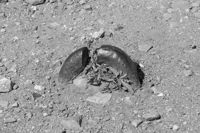 High angle view of lizard on sand at beach