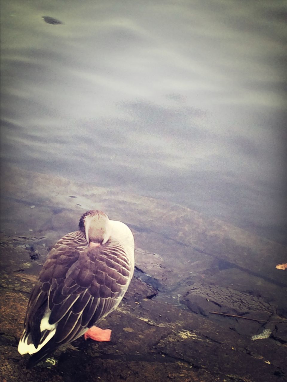 animal themes, animals in the wild, bird, wildlife, duck, nature, outdoors, two animals, water, beauty in nature, one animal, three animals, no people, zoology, day, avian, lake, full length, togetherness, side view