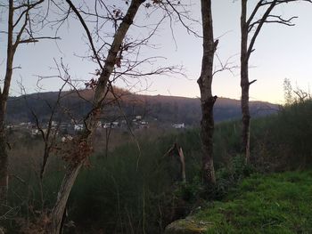 Bare trees on field against sky