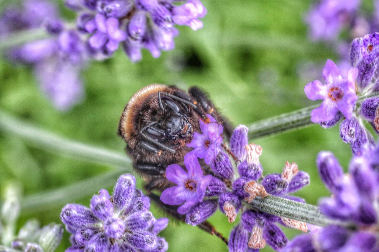 HONEY BEE POLLINATING ON PURPLE FLOWER