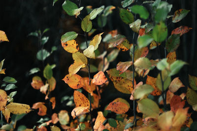 Close-up of autumnal leaves