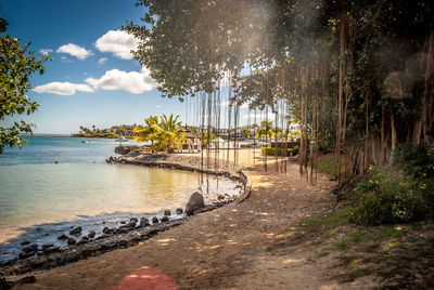 Banyan tree growing on field by lake at park