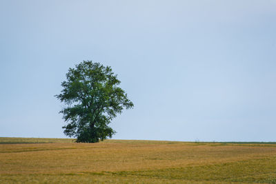 Tree on field against clear sky