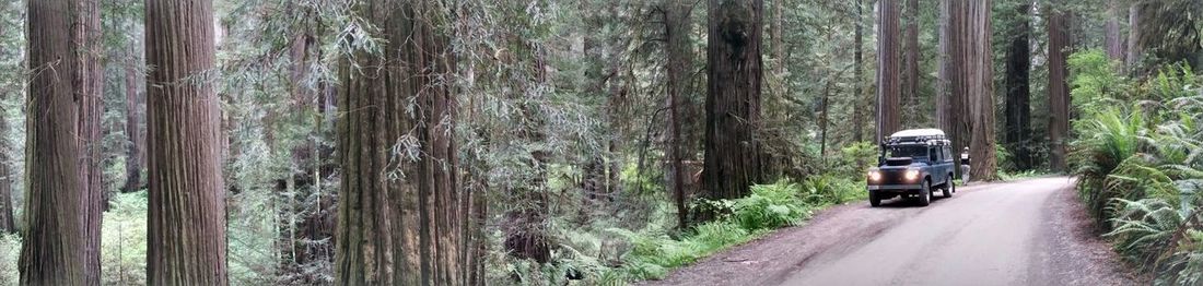 Road amidst trees in forest