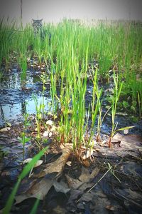 Plant growing in water