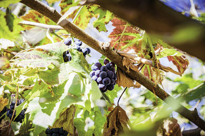 Close-up of fruits growing on tree