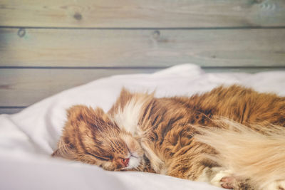 Close-up of cat sleeping on bed