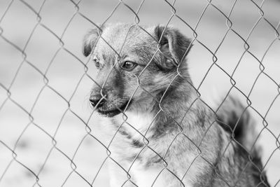 Portrait of dog looking through chainlink fence