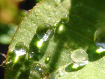 Close-up of water drops on leaf