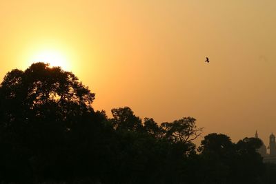 Silhouette of trees at sunset