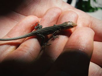 Close-up of hand holding snake