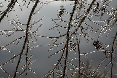 Low angle view of bare trees