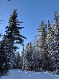 Trees on snow covered landscape against blue sky