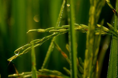 Close-up of fresh rice plants on field