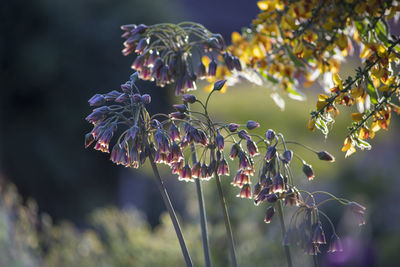 Close-up of purple flowering plants