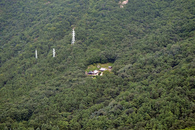 High angle view of trees in forest