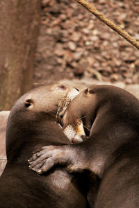 Close-up of hand feeding