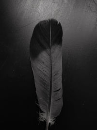 Close-up of feather against white background