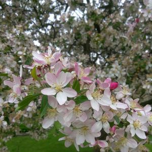 Close-up of flowers blooming on tree
