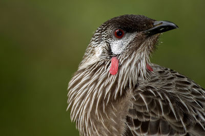 Close-up of a bird