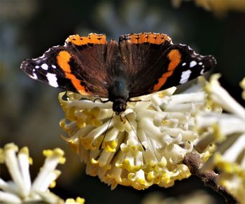 Close-up of butterfly pollinating on flower