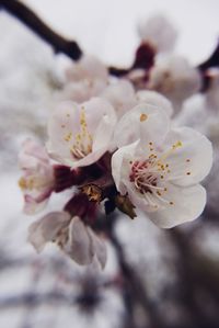 Close-up of white flowers on branch