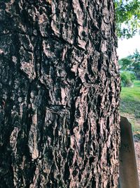 Close-up of tree trunk