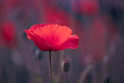 Close-up of red poppy flower