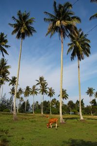 Scenic view of palm trees on field against sky