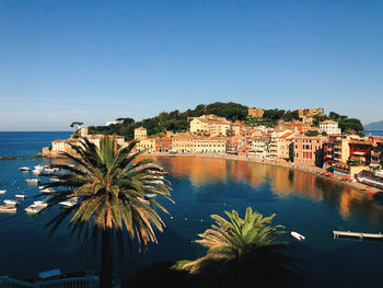 Palm trees and buildings against clear blue sky