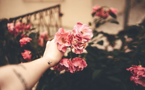 Cropped image of woman holding pink flowers