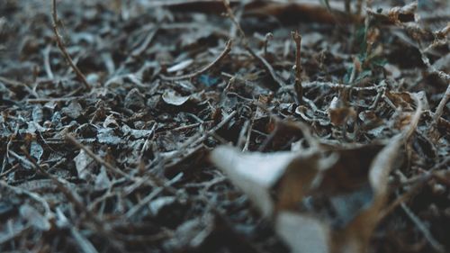 Close-up of dried leaves on snow