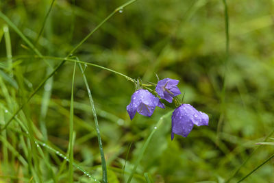 Close-up of purple flower blooming outdoors