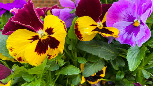 flowering plant