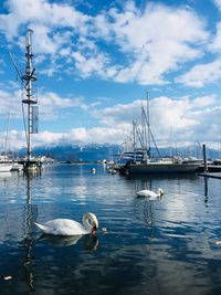 View of birds in water