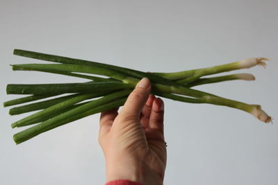 Cropped image of hand holding spring onions