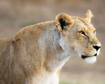 Close-up of a cat looking away