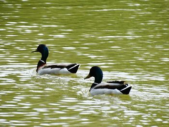 Ducks swimming on lake