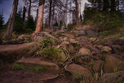 Scenic view of forest